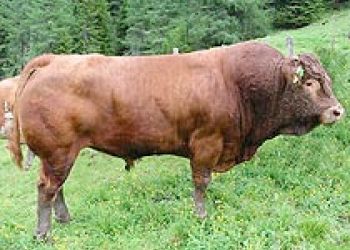 Limousin-Stier.jpg